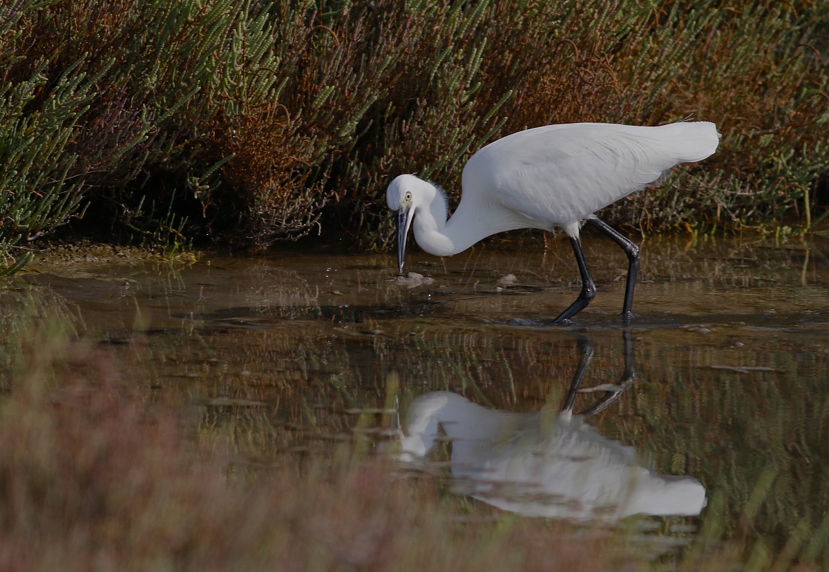 anche se piccolo ti ho preso