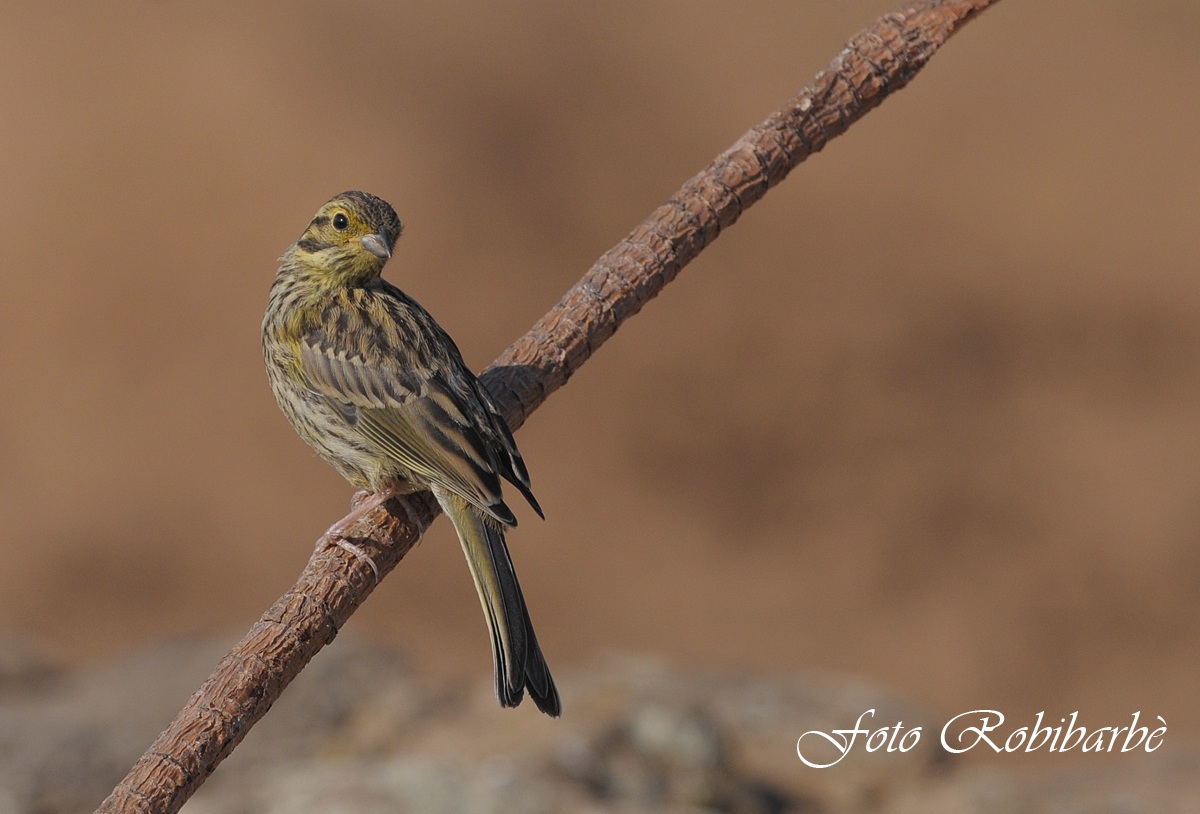 Zigolo nero... femmina...