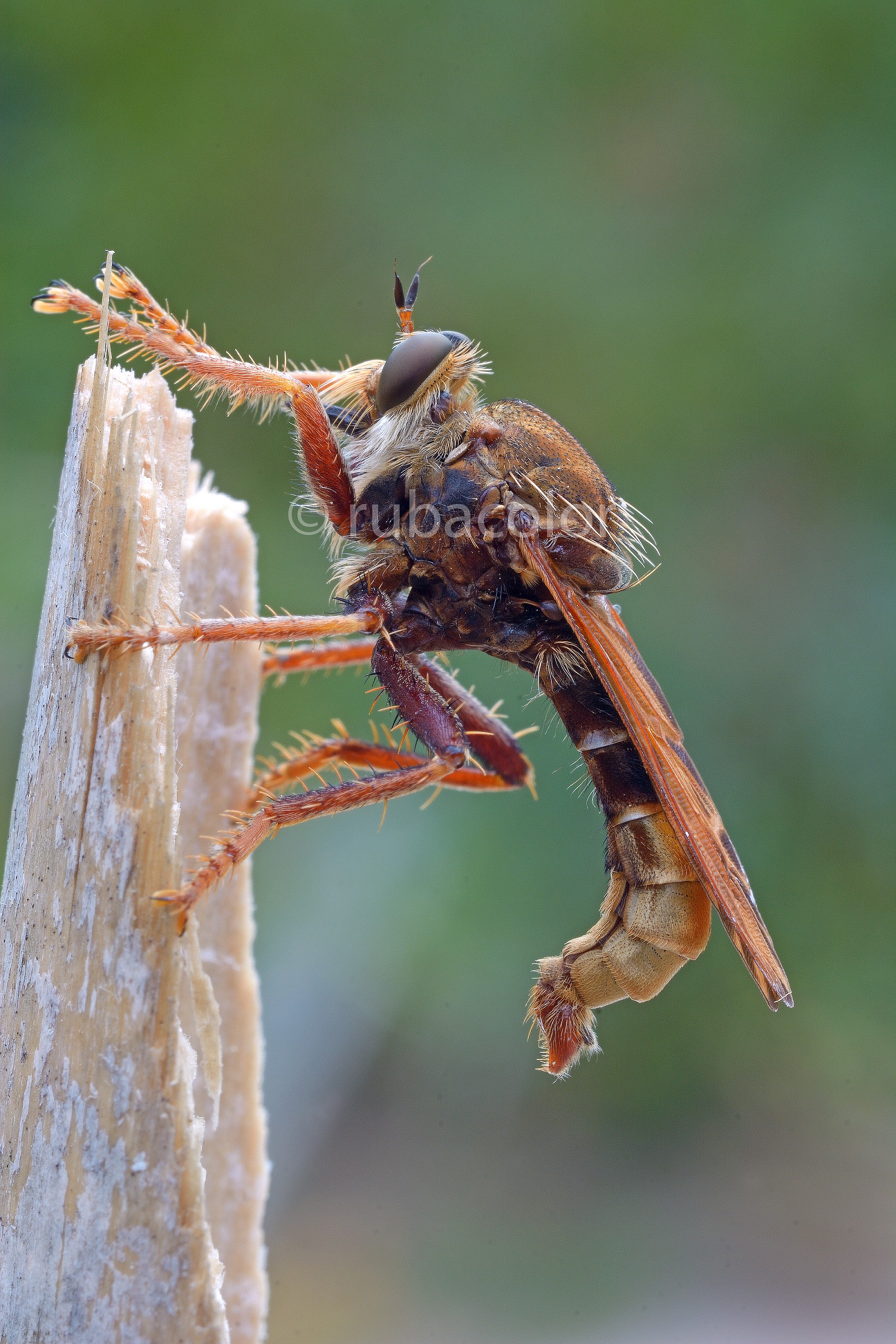 Asilide hornet (Asilus calabroniformis)