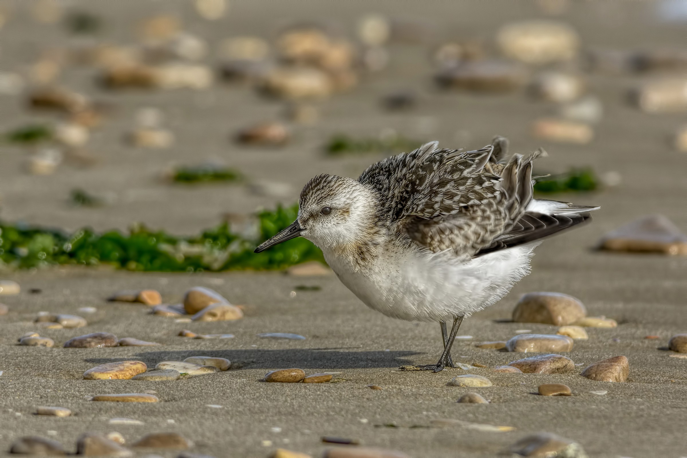 Piovanello tridattilo (Calidris alba)