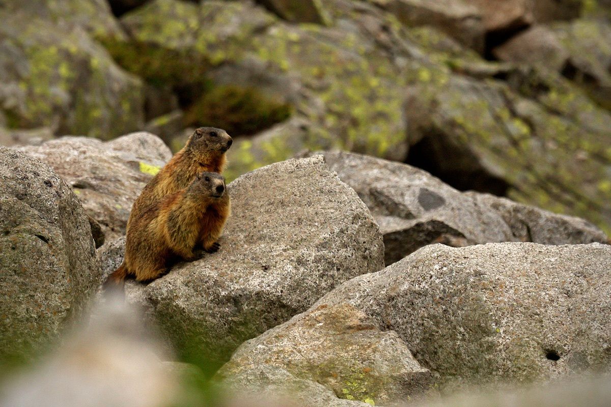 Marmotte