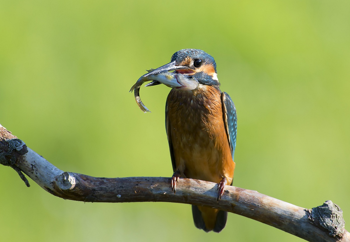 Pullo martino with avanotto