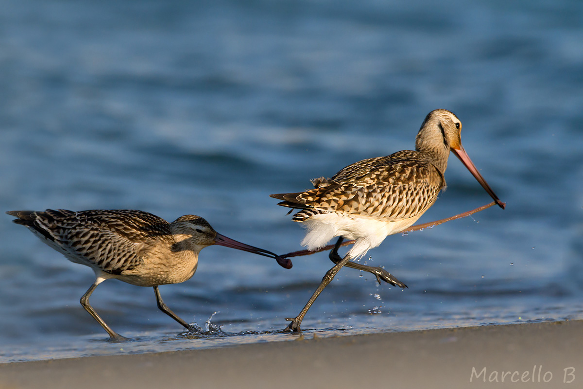 Spring the 'bone. Bar-tailed Godwit