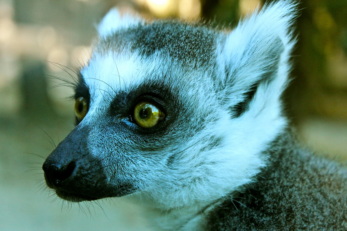 Lemur