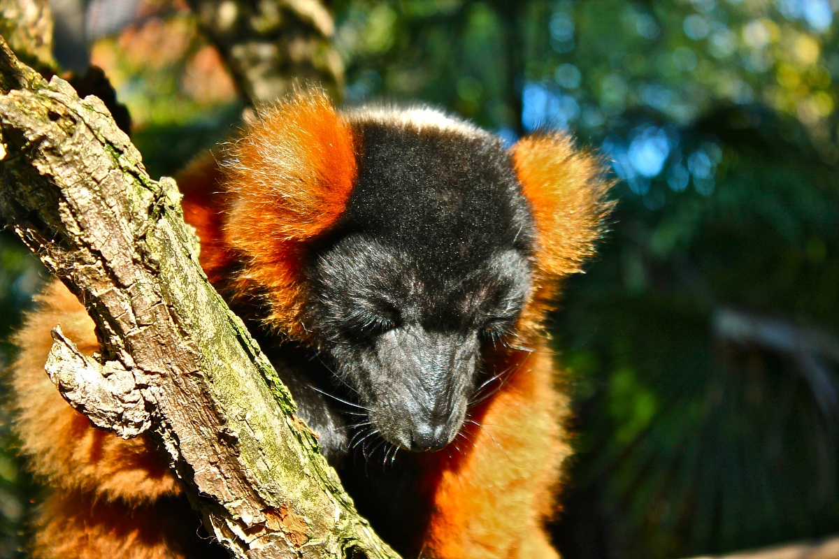 Lemur red