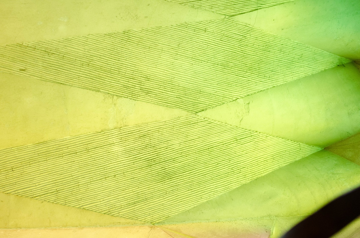 Foglie della Sagrada