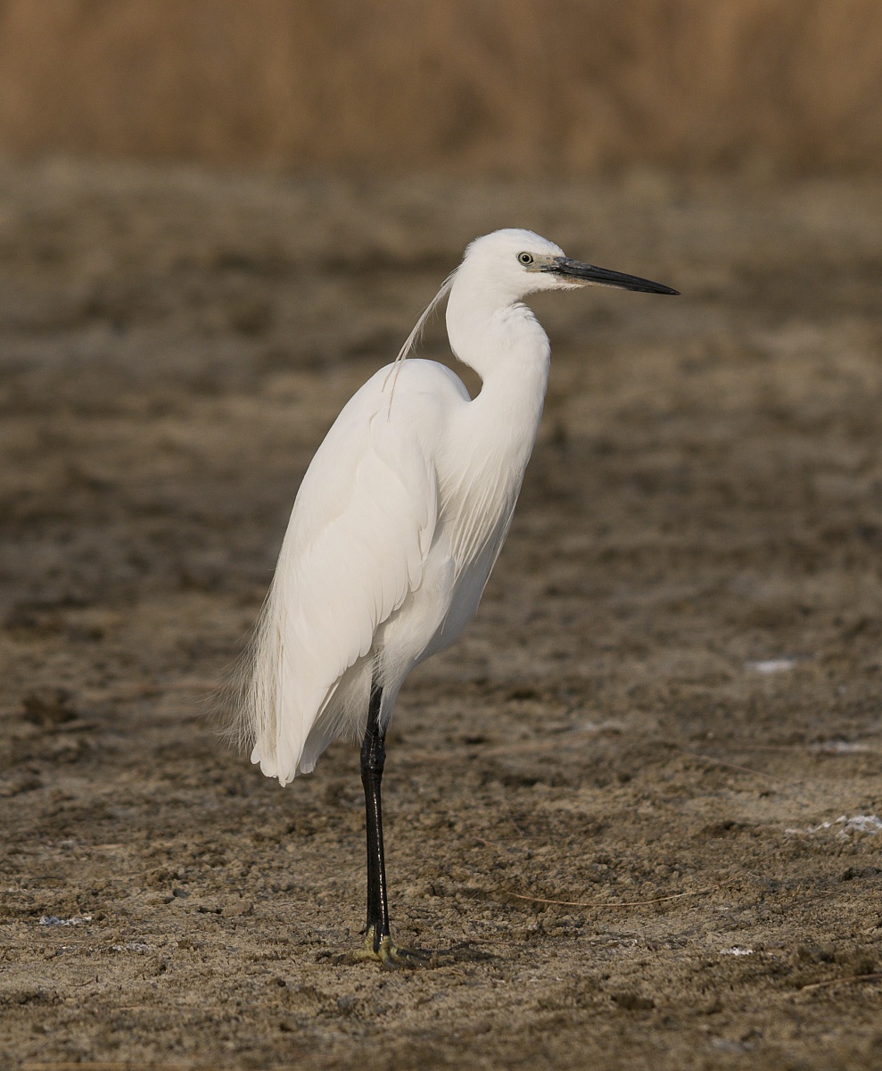 Egret