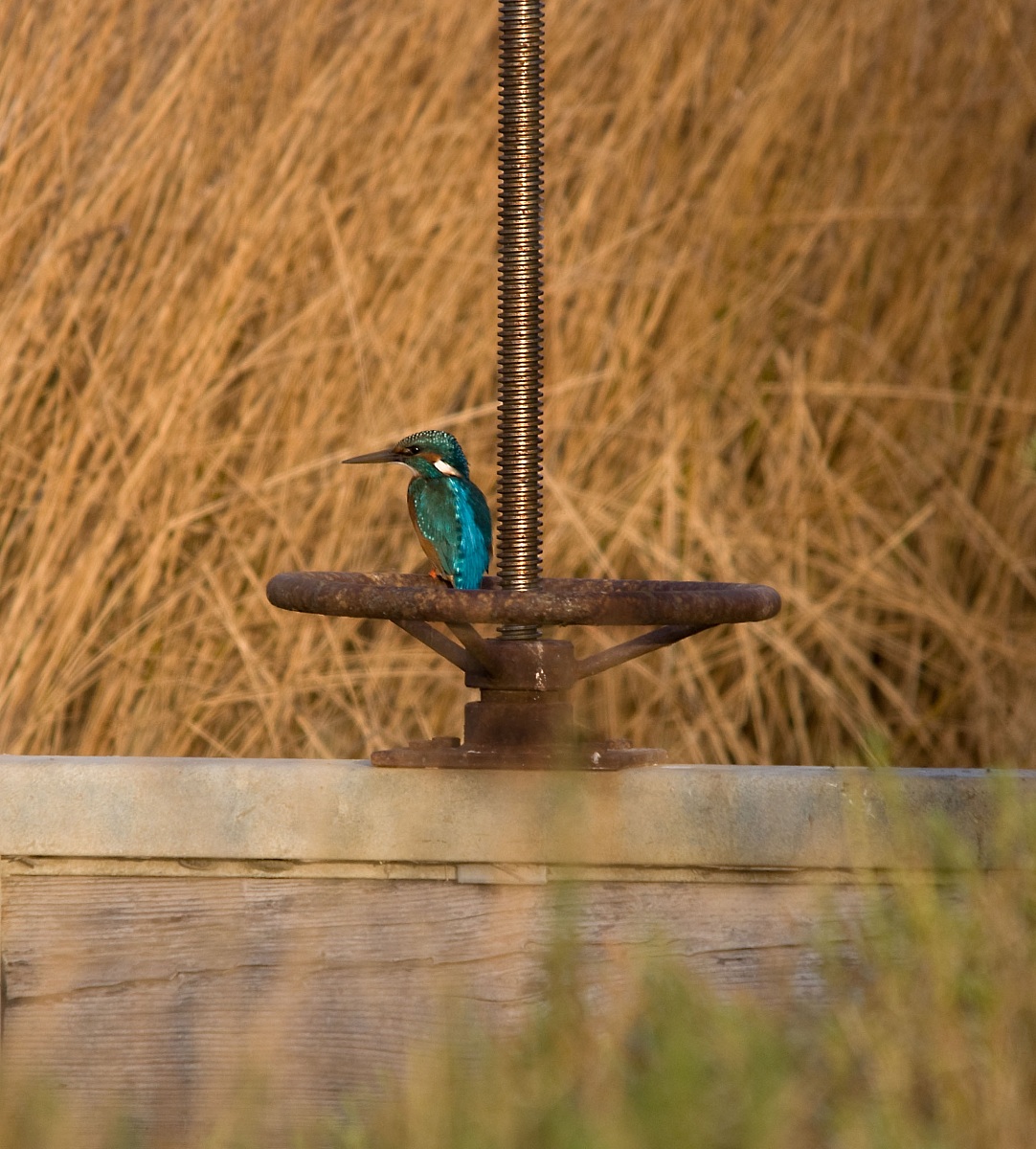 Kingfisher