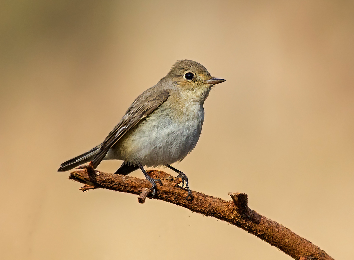 Red Throated Flycatcher: Female.