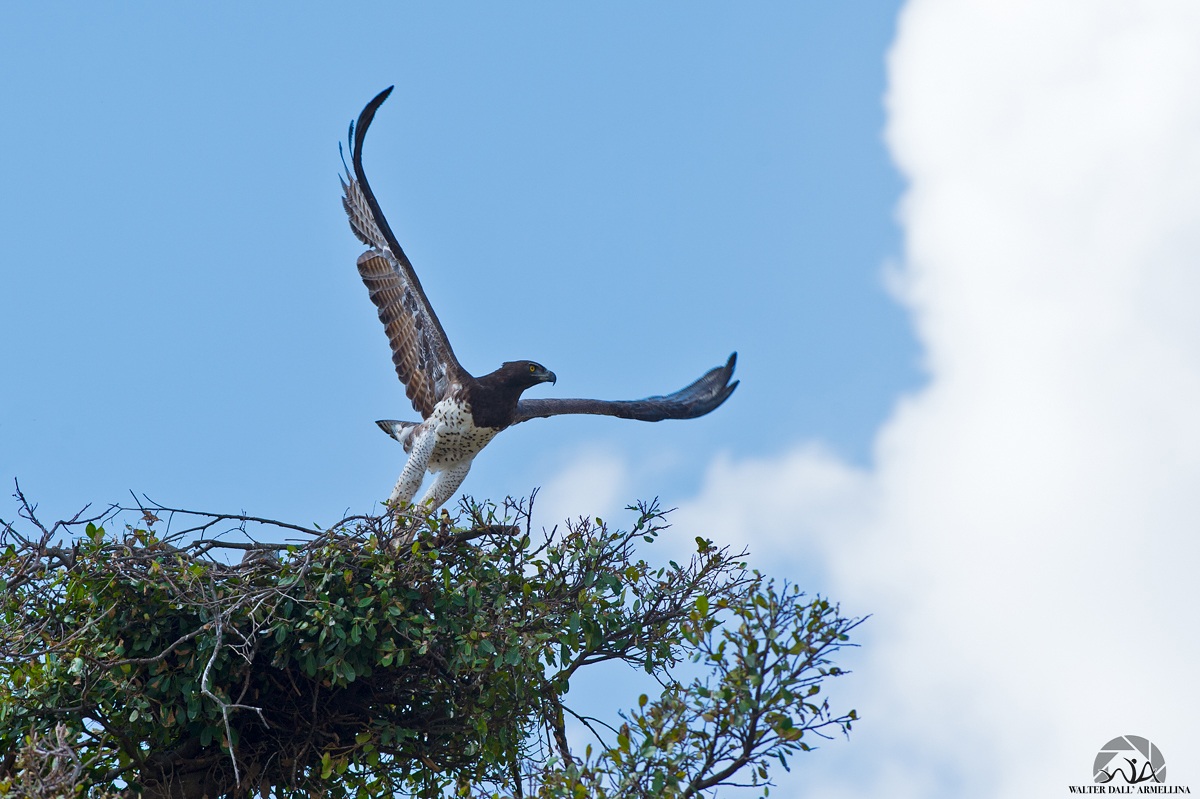 Martial Eagle