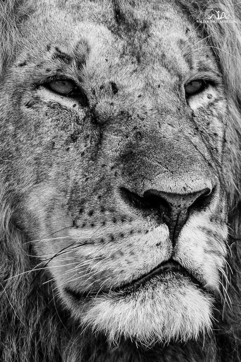 First floor Leono b / w