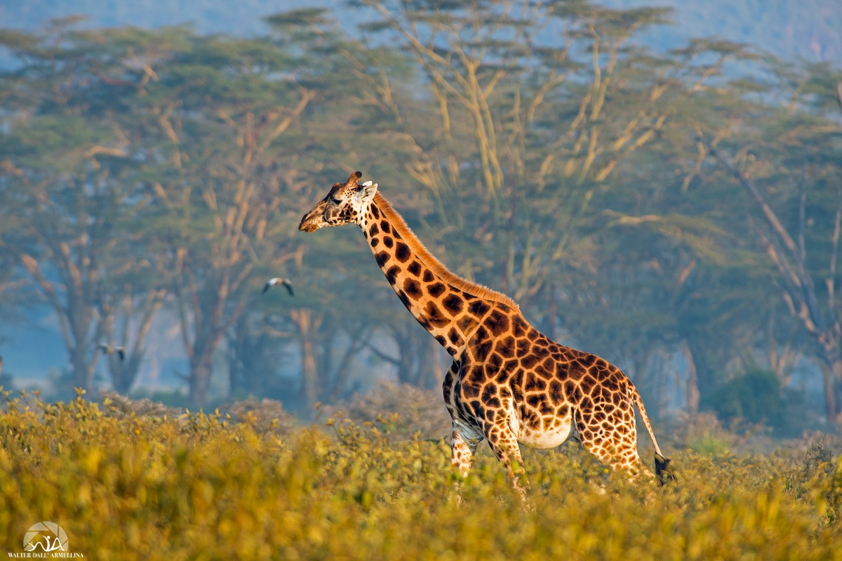 Giraffe set (and pregnant)