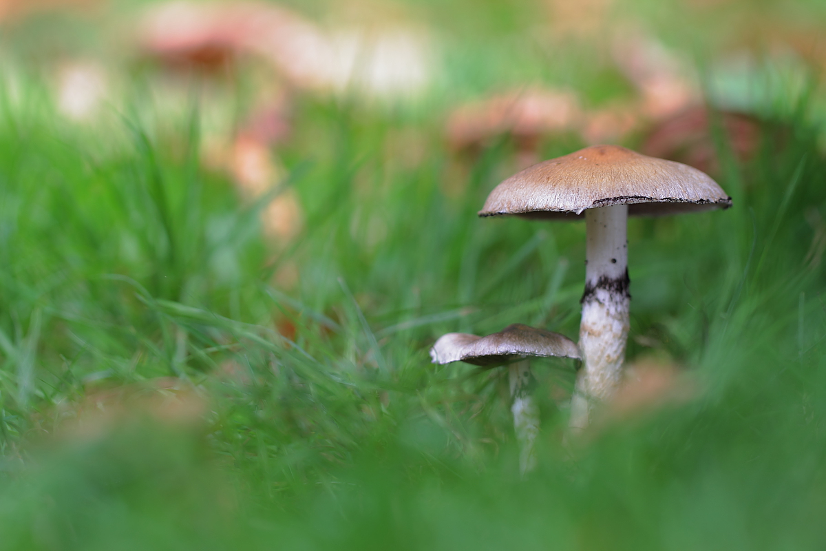 Psathyrella lacrymabunda