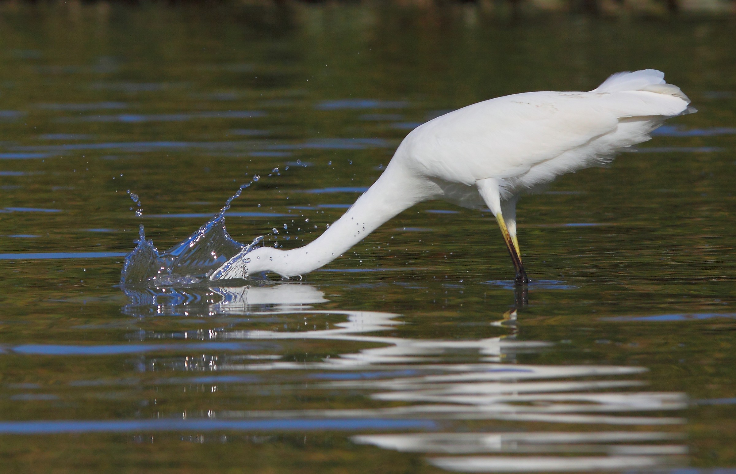 Airone bianco maggiore - Ardea alba