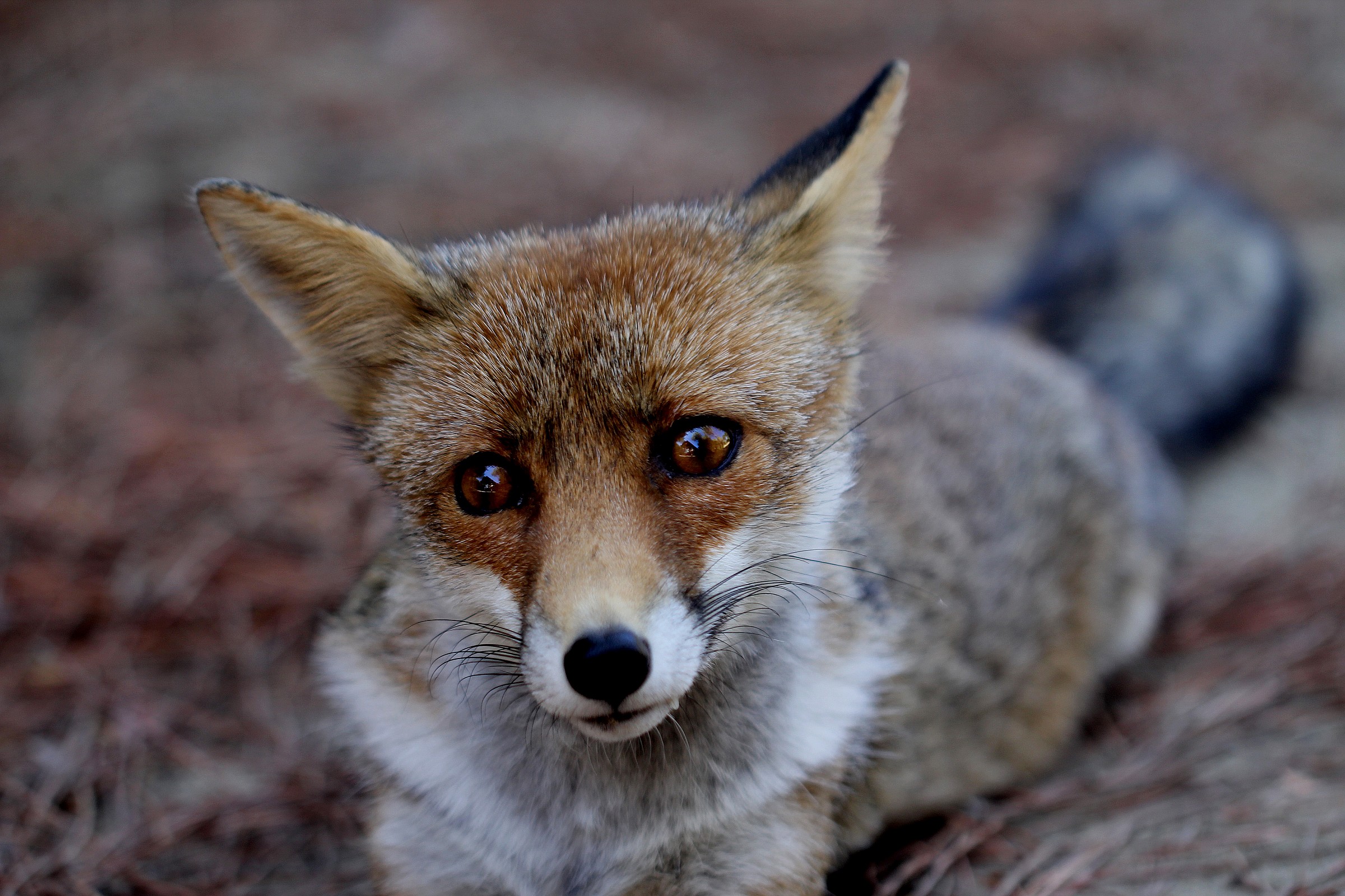 incontri ravvicinati