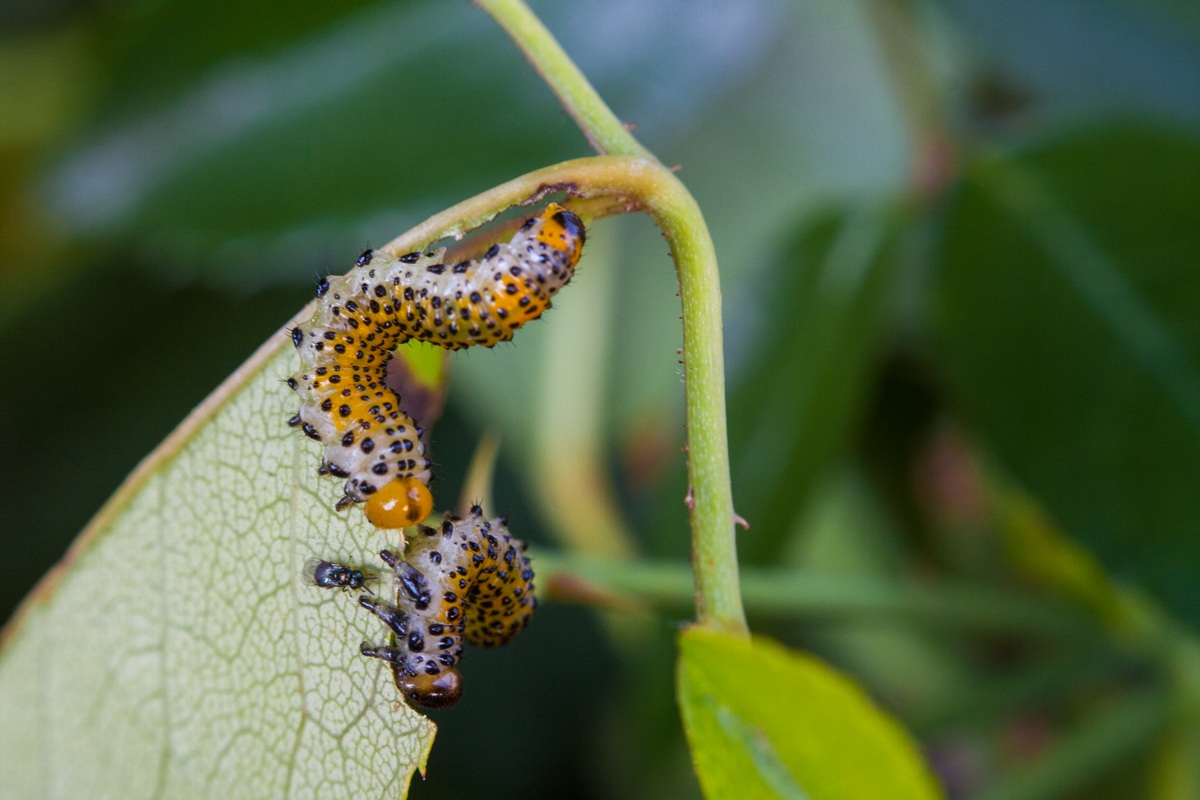 Una foglia affollata