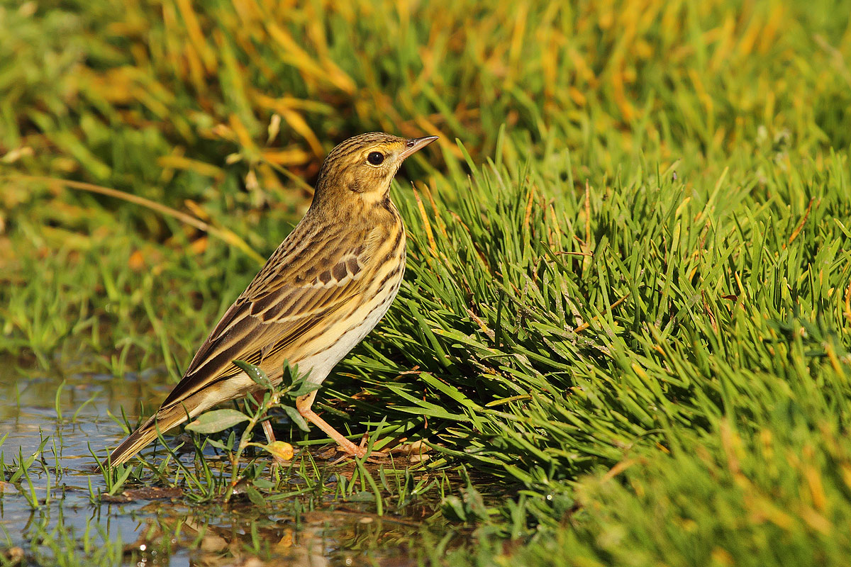 Tree Pipit