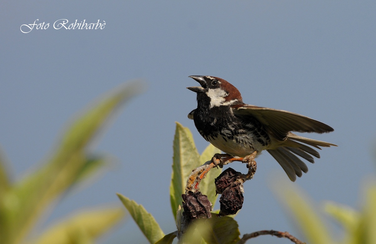 Passera sarda.... maschio....