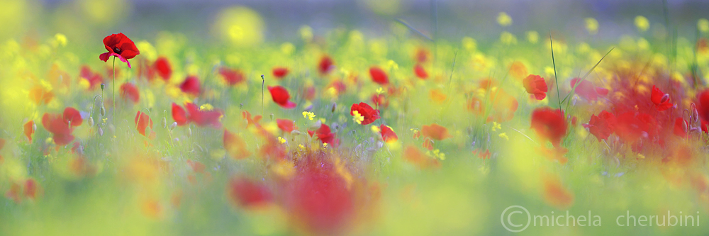 poppies