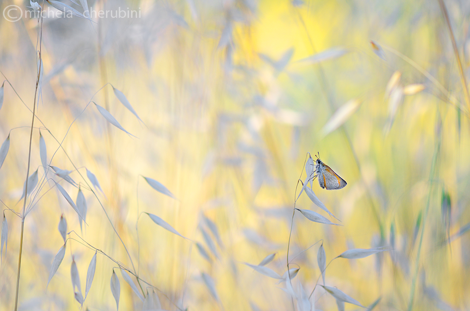 butterfly in yellow