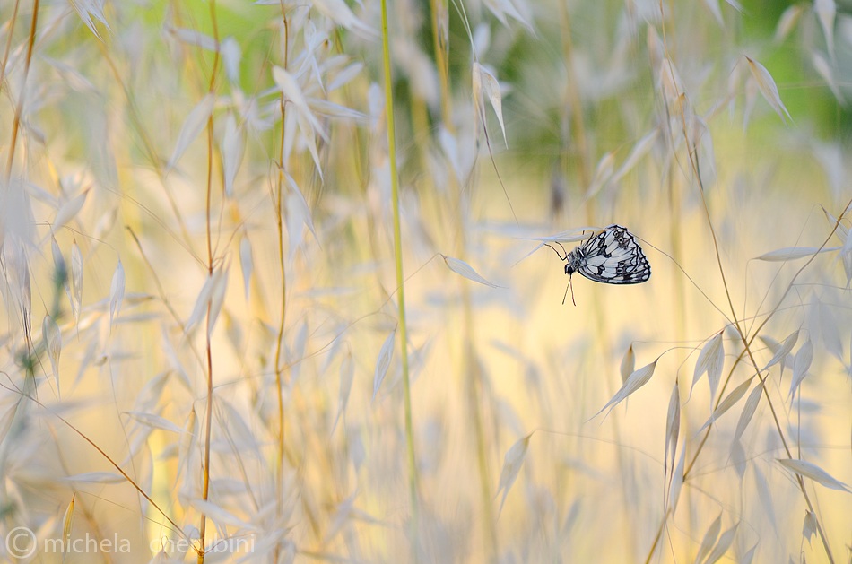 melanargia galathea