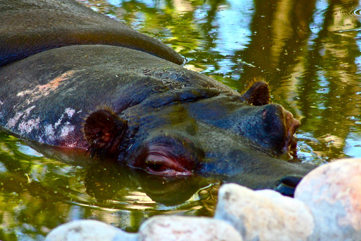 Hippo
