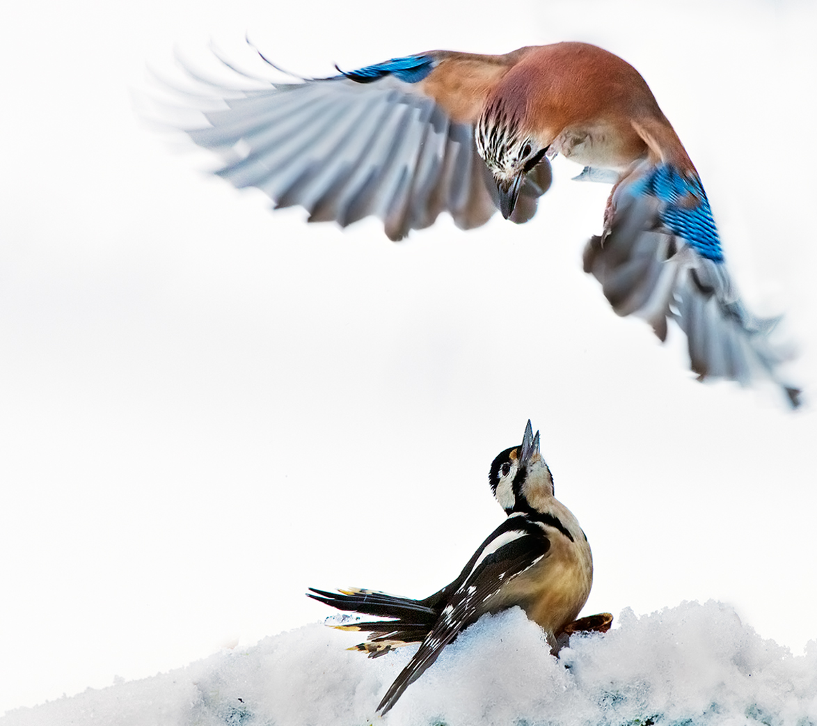 Il rosso e la ghiandaia