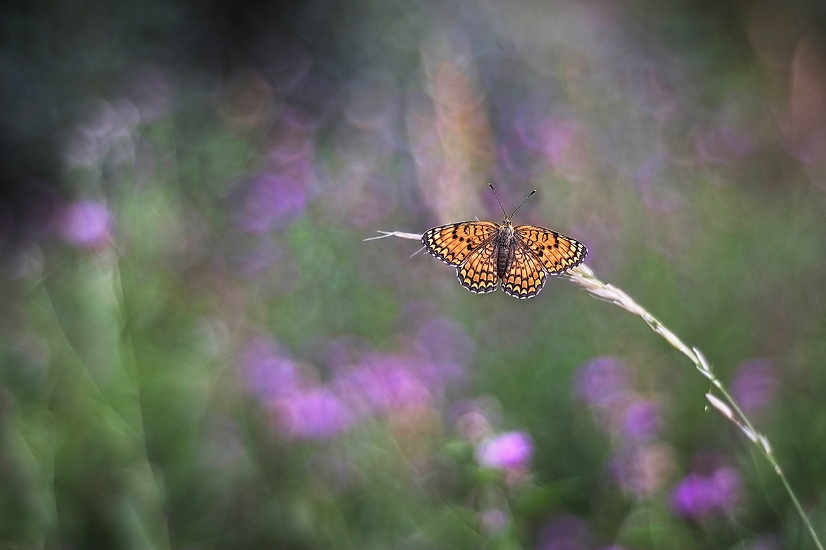 placed on the colors