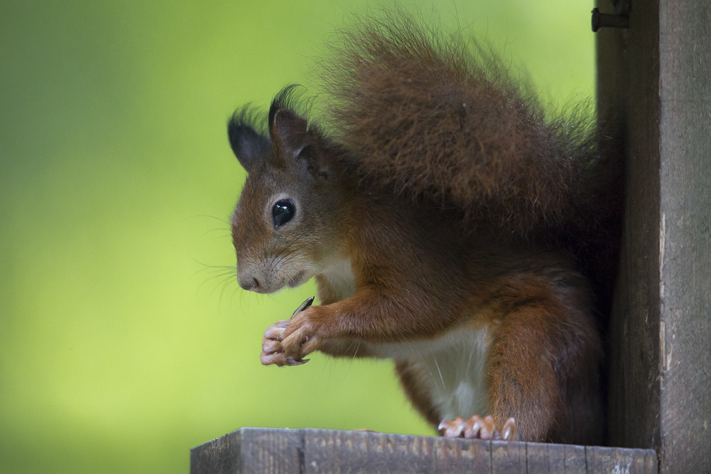 scoiattolino
