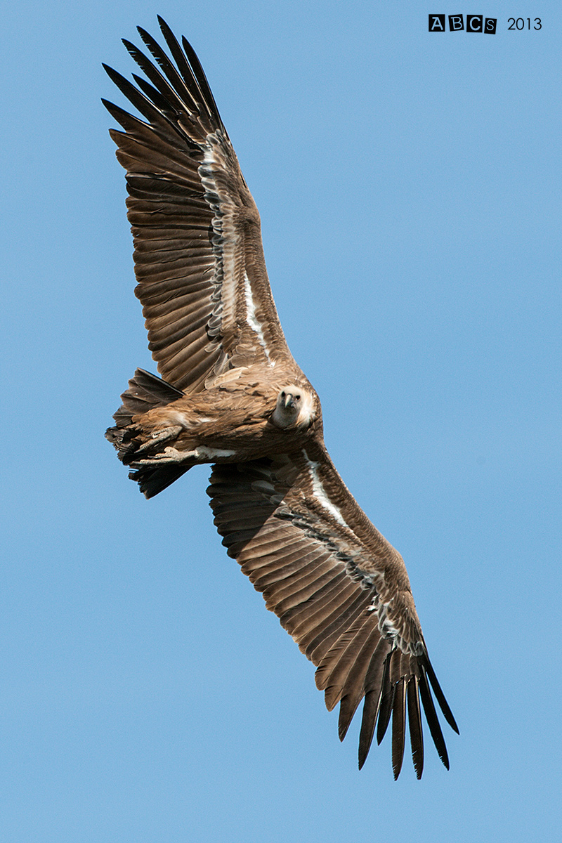 What you looking at?