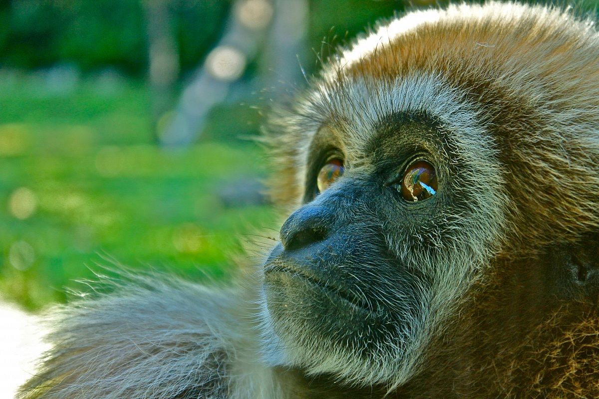 White-Handed Gibbon