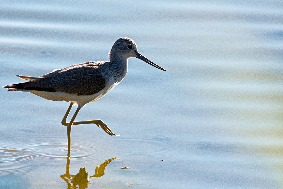 Greenshank