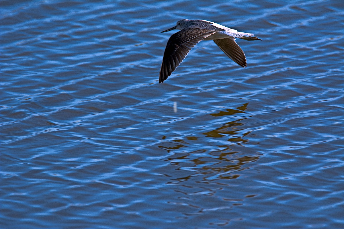 Greenshank in flight