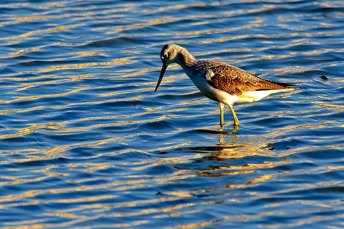 Greenshank at sunset