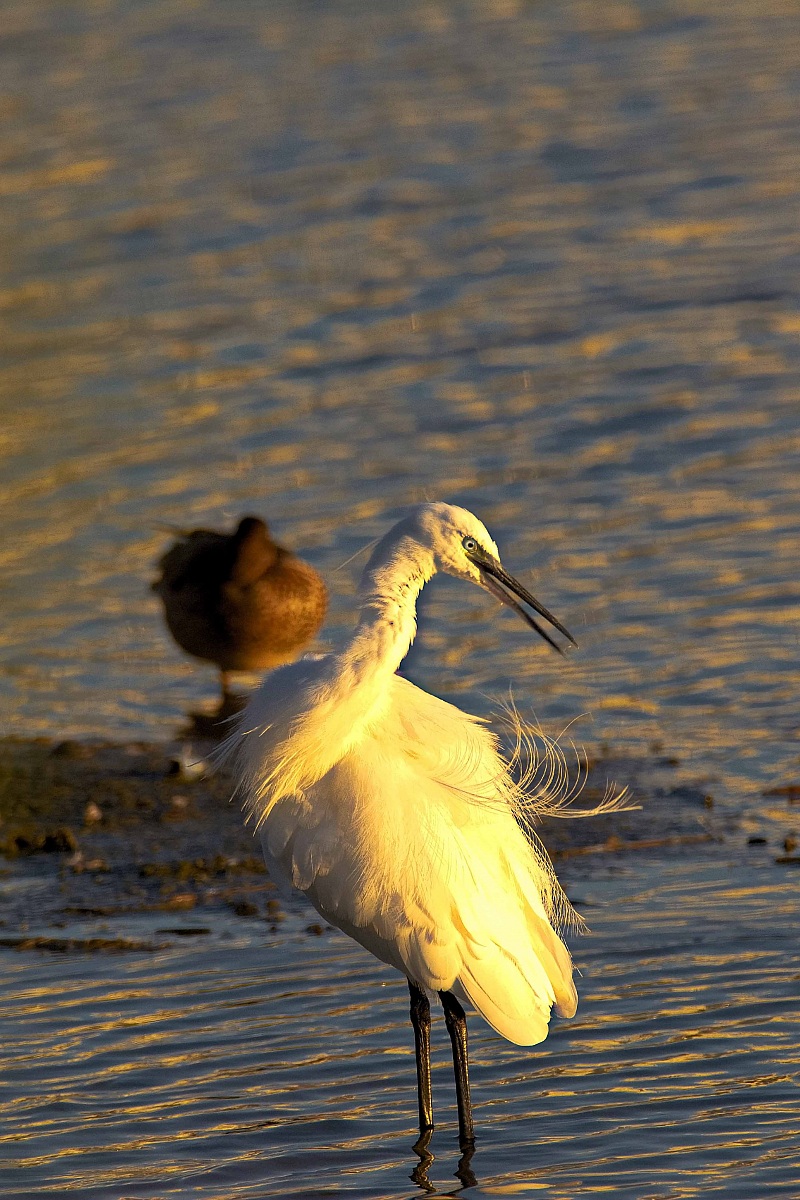 Egret irritated .....