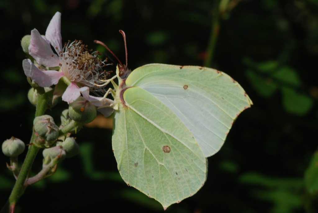 butterfly on flower