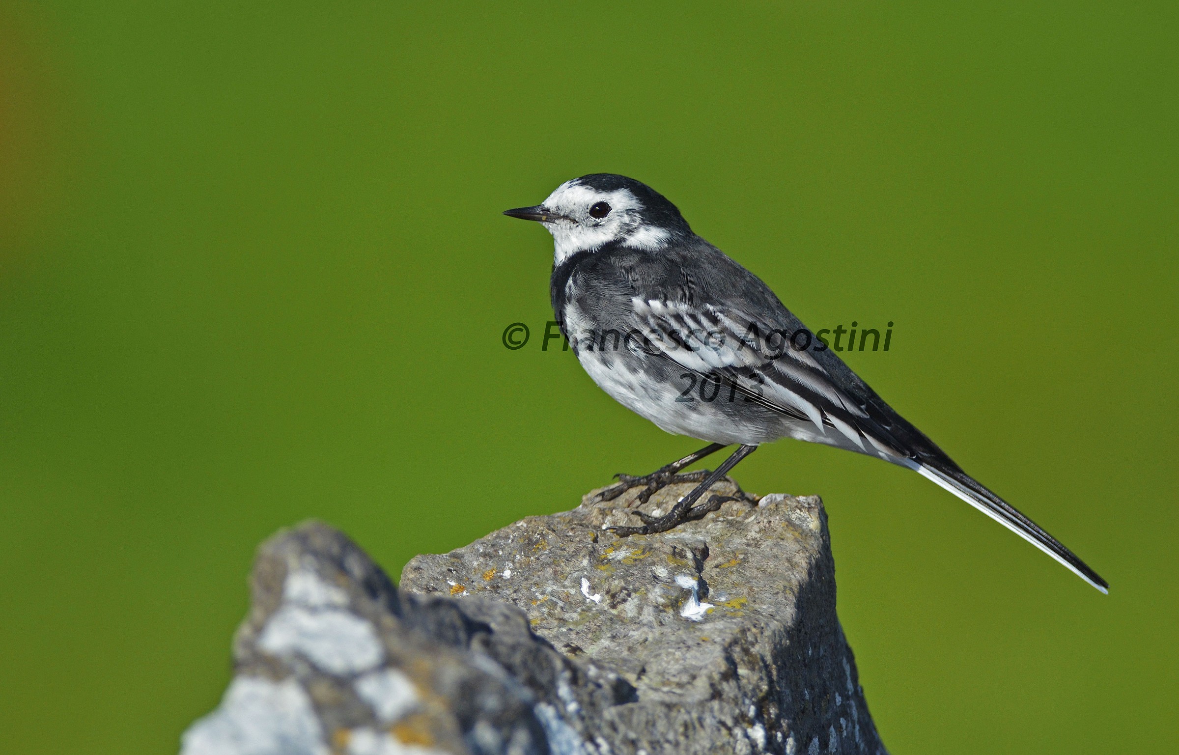 Motacilla Alba Yarelli