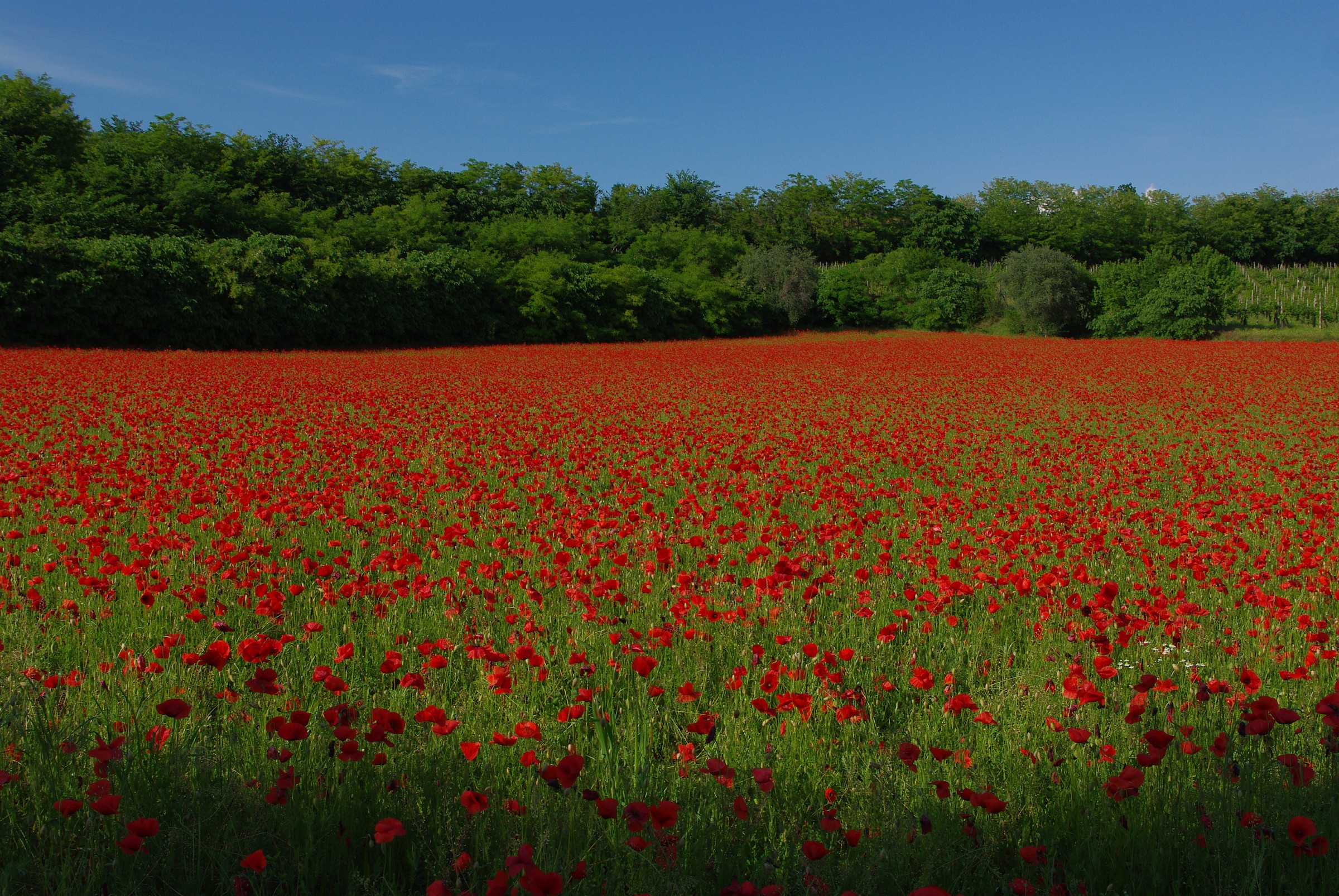 Field of Poppies