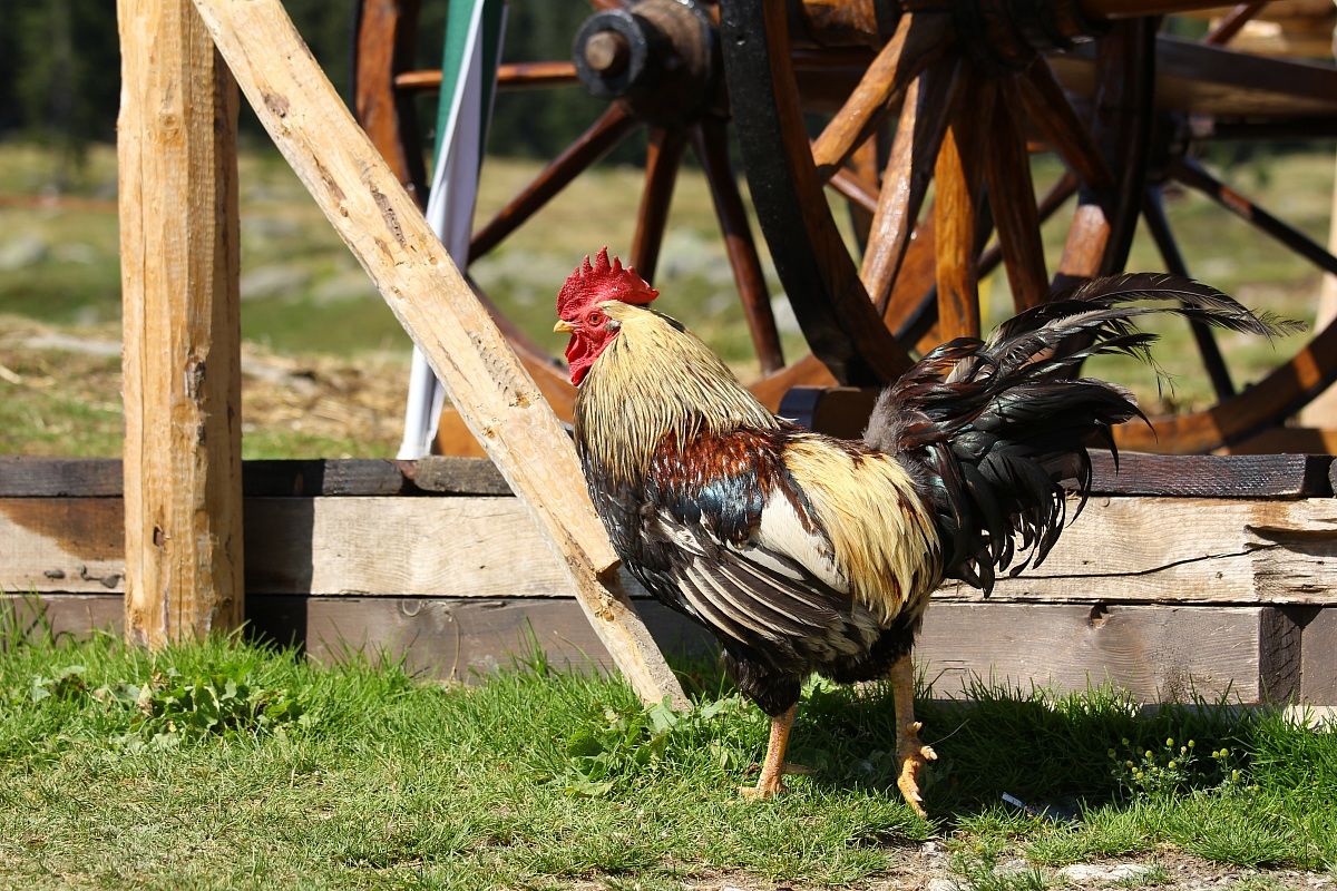 Il passeggio del gallo