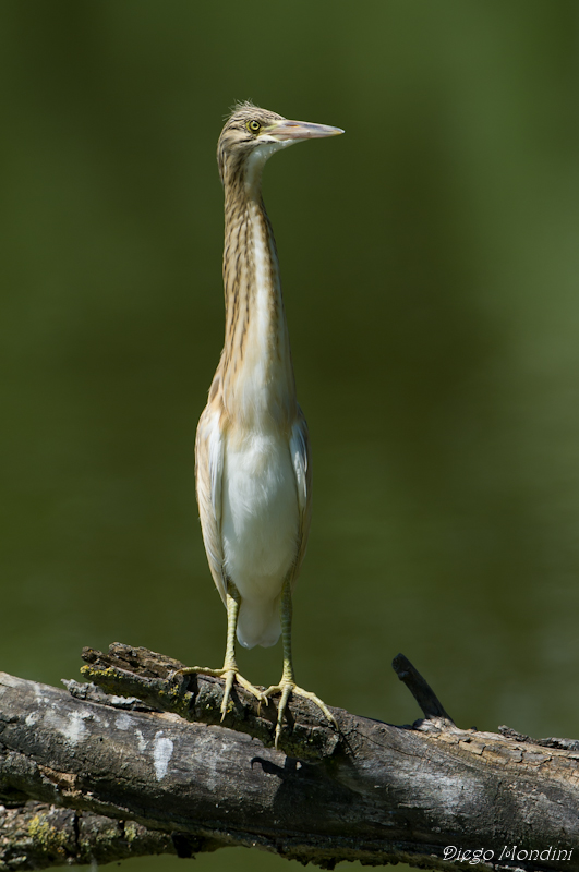 strutting - strutting