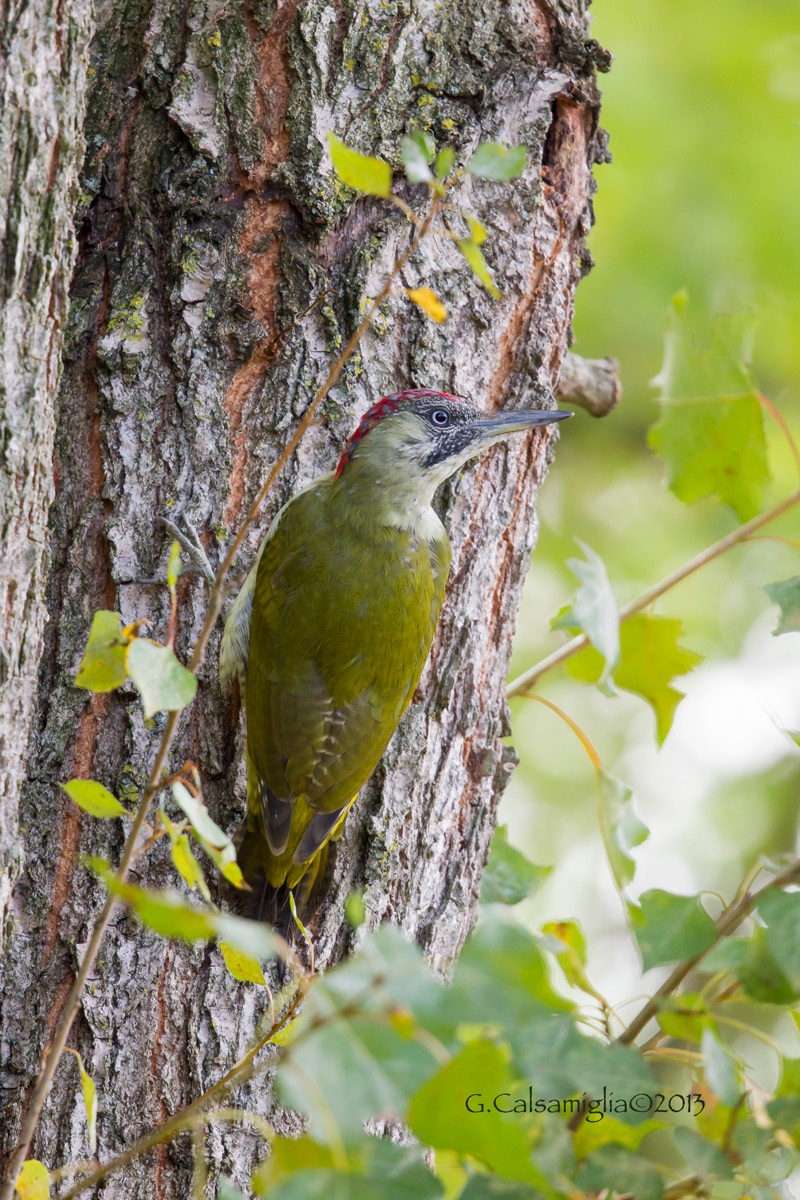 Green Woodpecker
