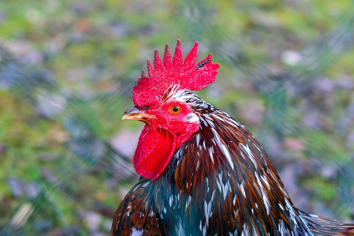 Gallo dietro le sbarre