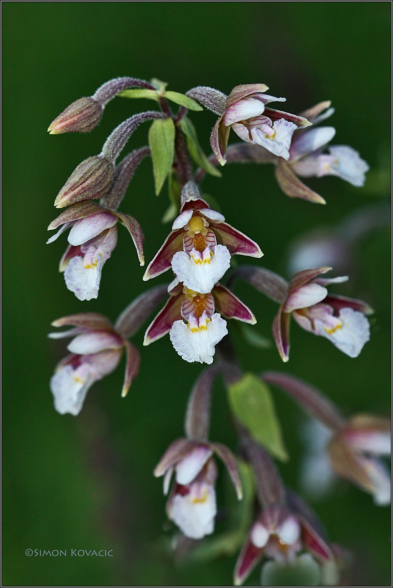 Epipactis palustris