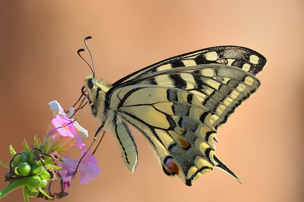 Swallowtail