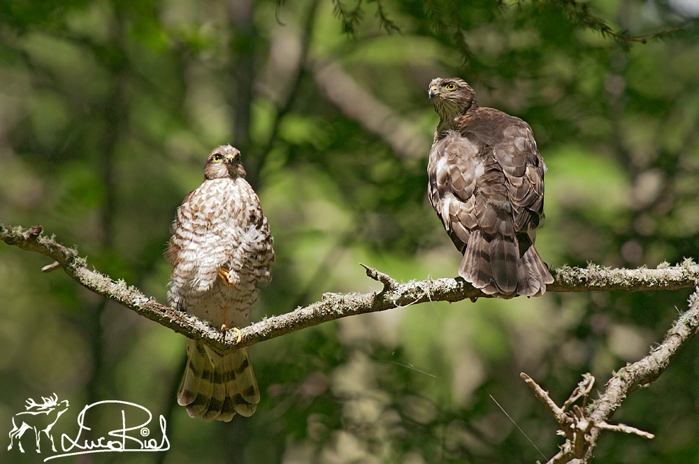 Coppia di sparviero