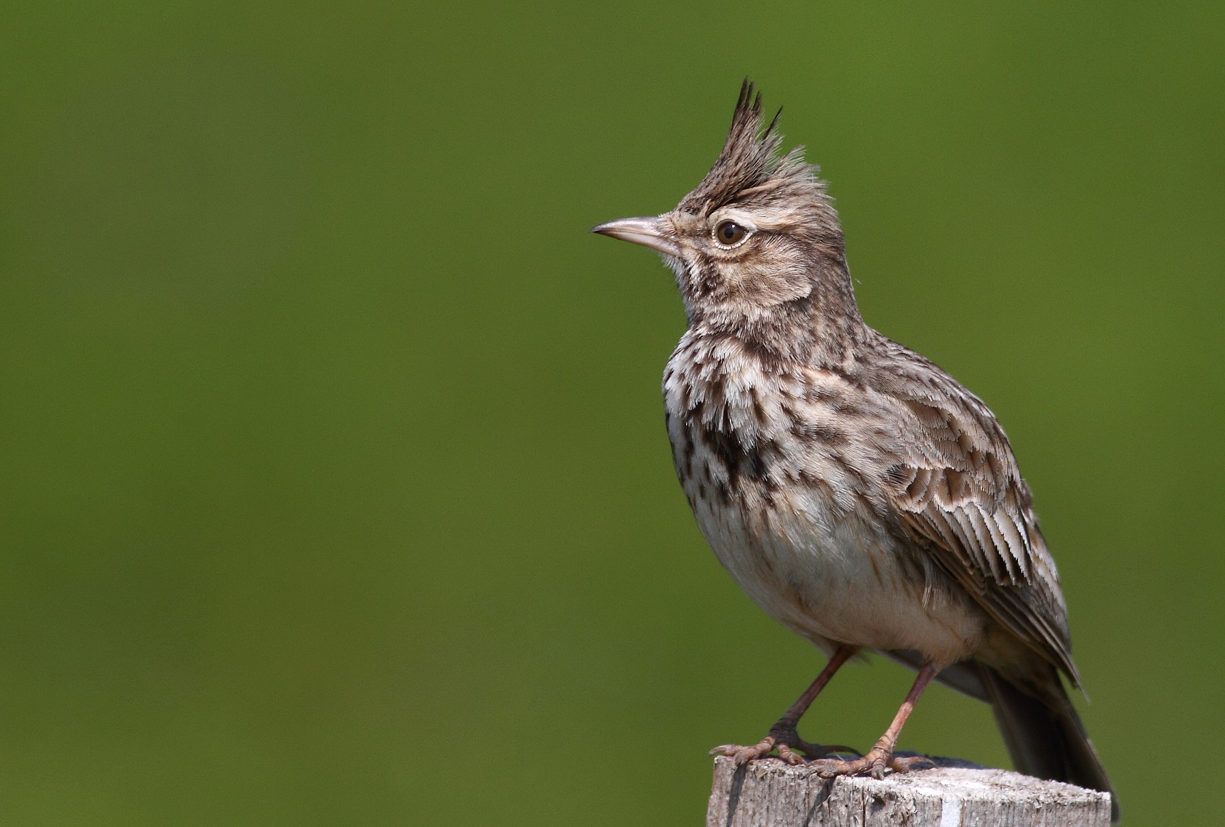 Crested Lark (Galerida cristata)
