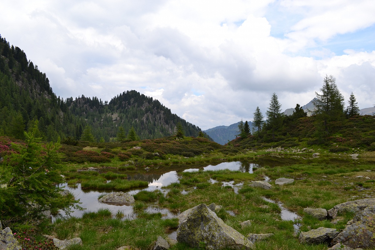 WWF oasis val trigona