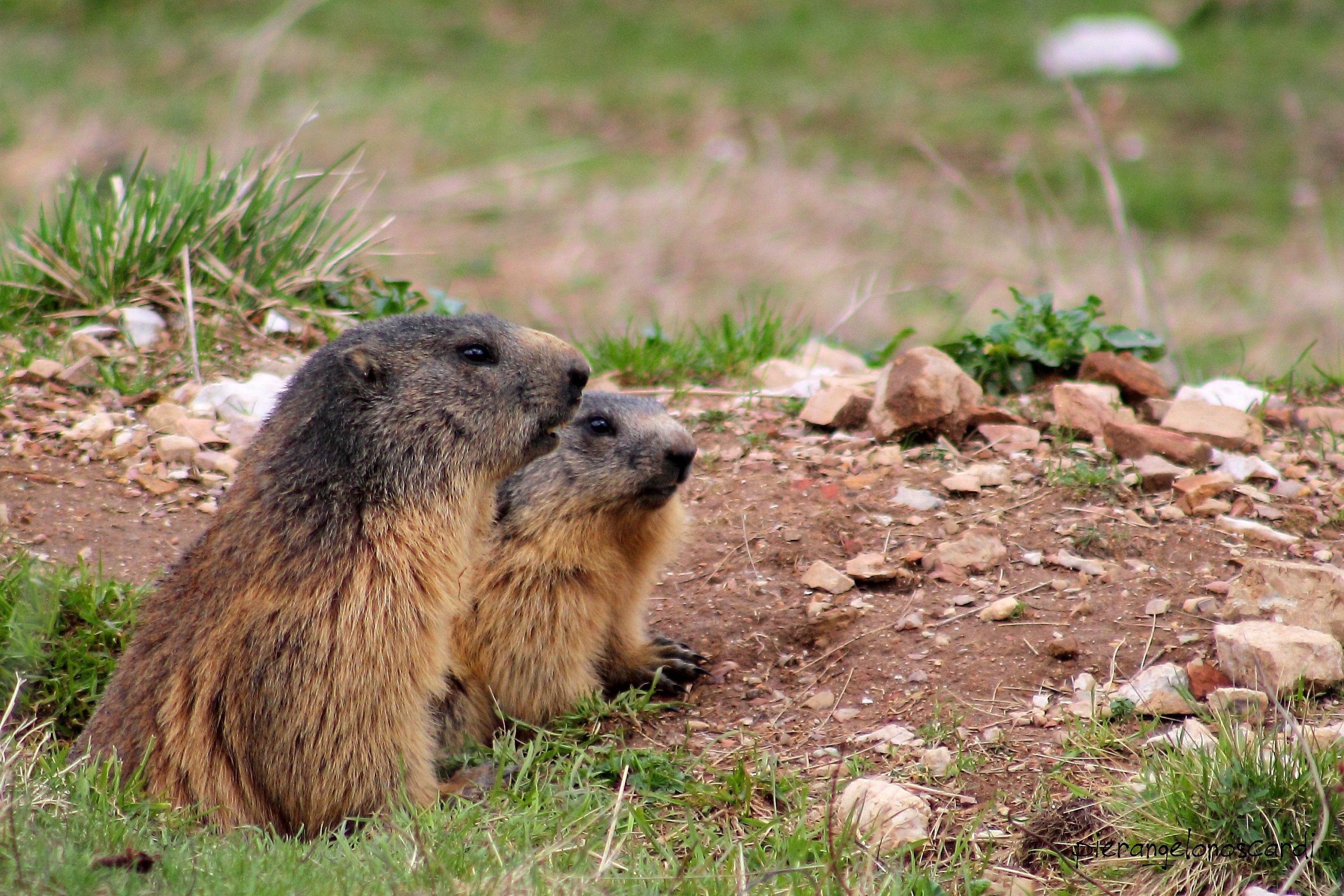 marmots