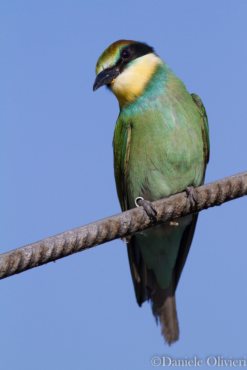 Gruccione incuriosito