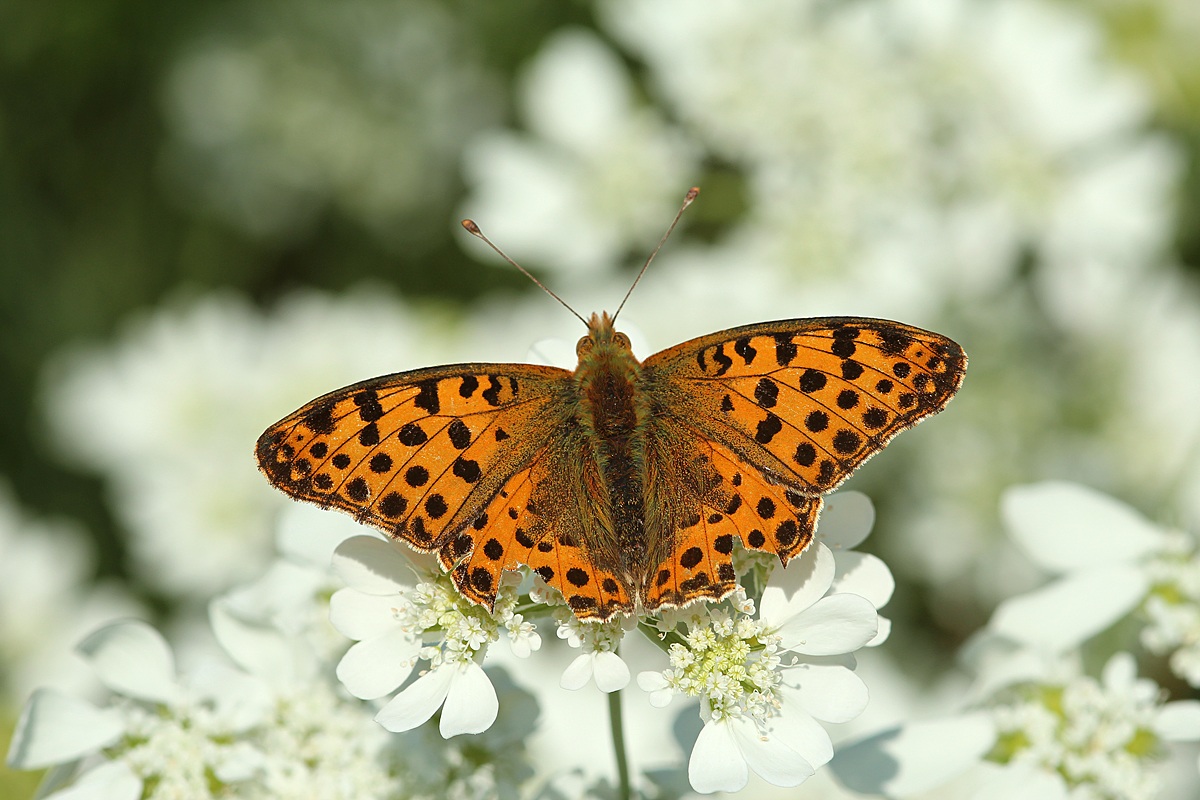 Argynnis adippe